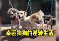 小姐姐爱心狗,小姐姐与狗狗的温馨故事